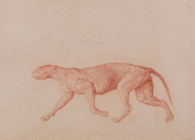 Vergleichende anatomische Darstellung der Struktur des menschlichen Körpers mit der eines Tigers und einer Kuh von George Stubbs